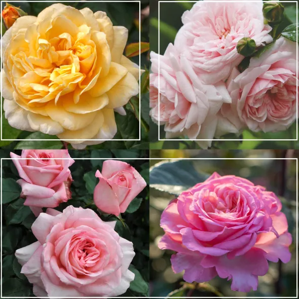 Heirloom Roses Cottage Garden Collection II Outlet