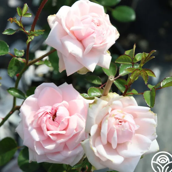 Heirloom Roses Cottage Garden Collection II Outlet