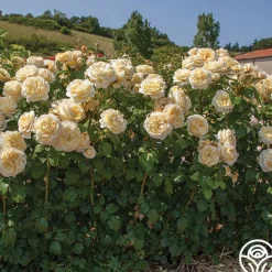 Heirloom Roses Cottage Garden Collection II Outlet