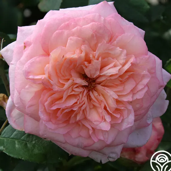 Heirloom Roses Cottage Garden Collection II Outlet