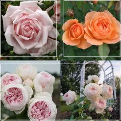 Heirloom Roses Cottage Garden Collection Outlet