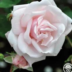 Heirloom Roses Cottage Garden Collection Outlet