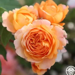 Heirloom Roses Cottage Garden Collection Outlet