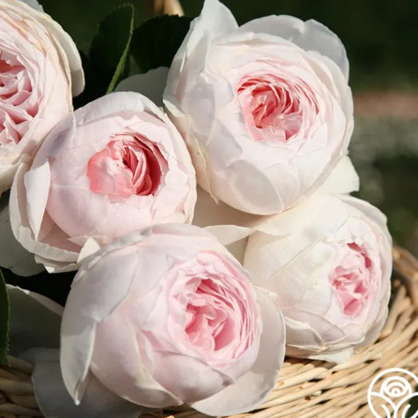 Heirloom Roses Cottage Garden Collection Outlet