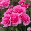 Heirloom Roses Country Dancer Discount