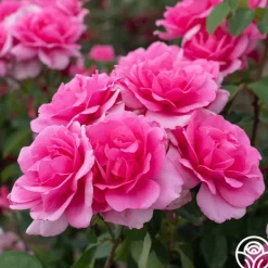 Heirloom Roses Country Dancer Discount