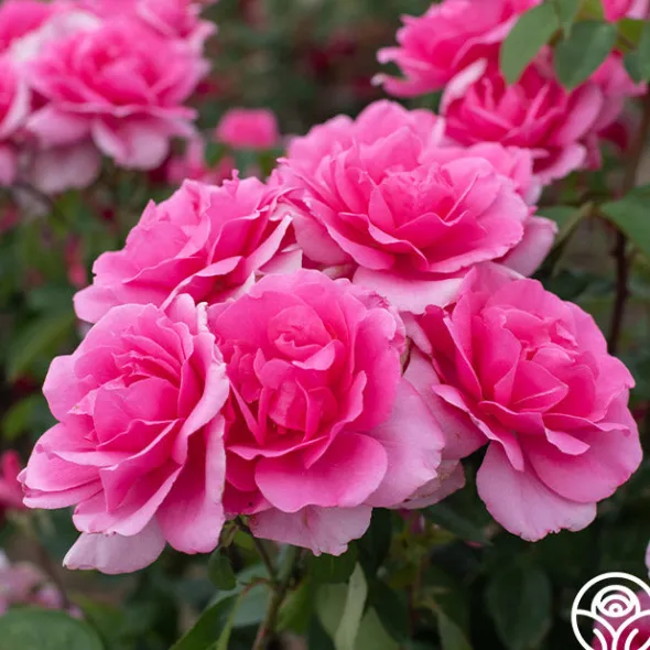 Heirloom Roses Country Dancer Discount