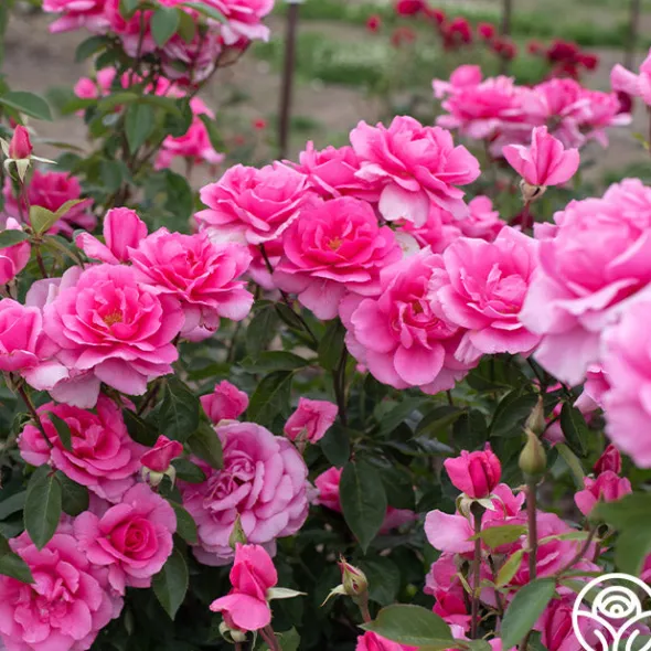 Heirloom Roses Country Dancer Discount