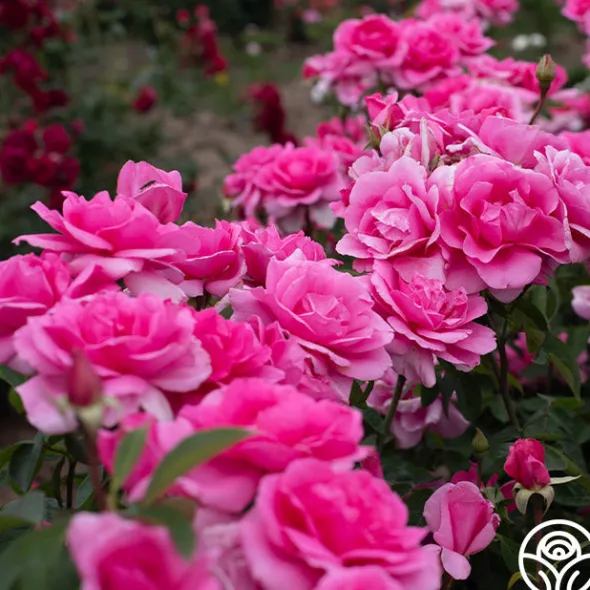 Heirloom Roses Country Dancer Discount