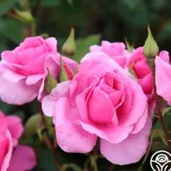 Heirloom Roses Country Dancer Discount