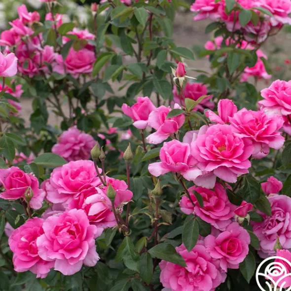 Heirloom Roses Country Dancer Discount