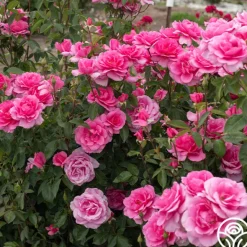 Heirloom Roses Country Dancer Discount