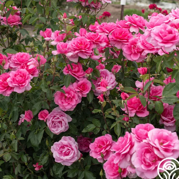 Heirloom Roses Country Dancer Discount