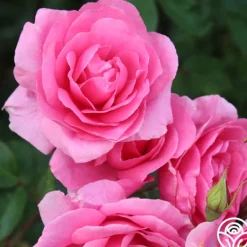 Heirloom Roses Country Dancer Discount