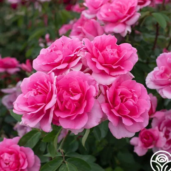 Heirloom Roses Country Dancer Discount