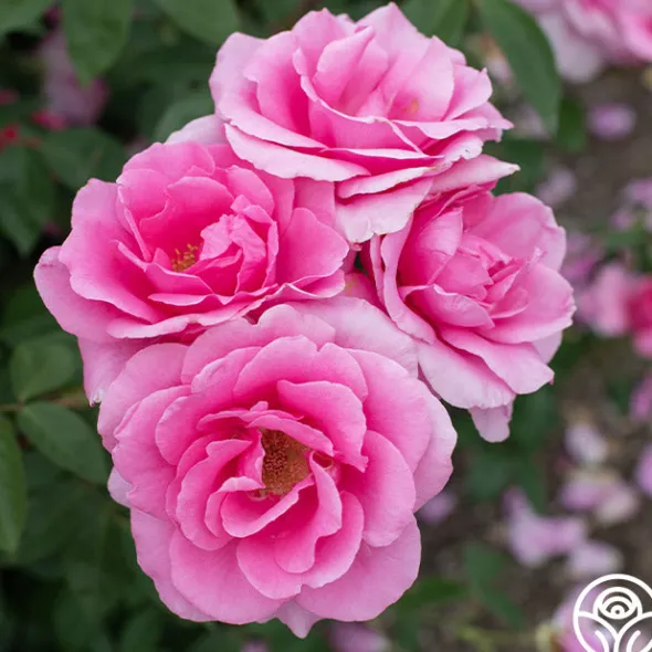 Heirloom Roses Country Dancer Discount