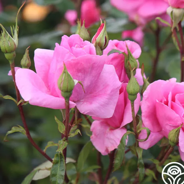 Heirloom Roses Country Dancer Discount