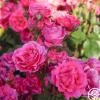 Heirloom Roses Countryman