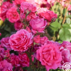 Heirloom Roses Countryman