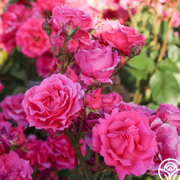 Heirloom Roses Countryman