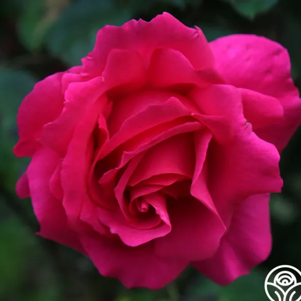 Heirloom Roses Countryman