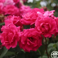 Heirloom Roses Countryman