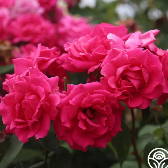 Heirloom Roses Countryman