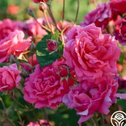 Heirloom Roses Countryman