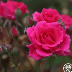 Heirloom Roses Countryman