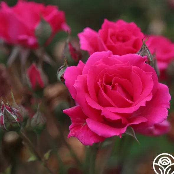 Heirloom Roses Countryman