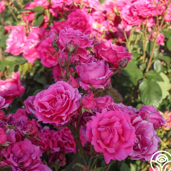 Heirloom Roses Countryman