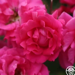 Heirloom Roses Countryman