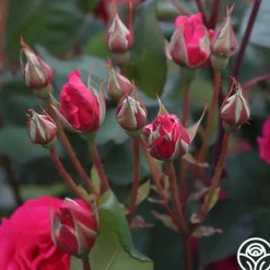 Heirloom Roses Countryman