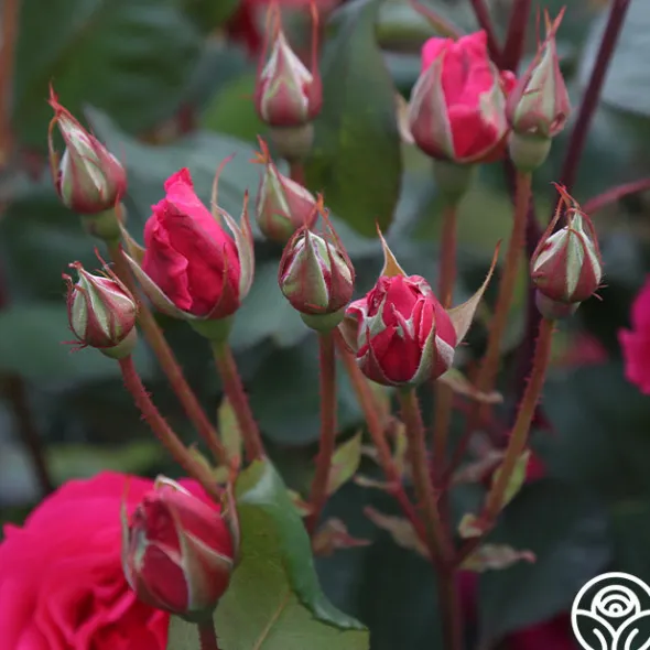 Heirloom Roses Countryman