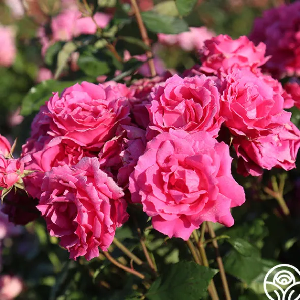 Heirloom Roses Countryman