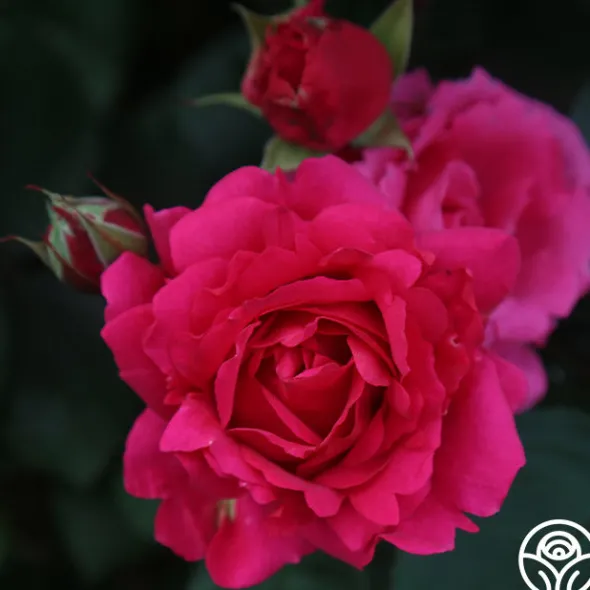 Heirloom Roses Countryman