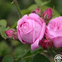 Heirloom Roses Coupe D' Hebe New