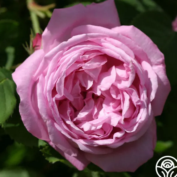Heirloom Roses Coupe D' Hebe New