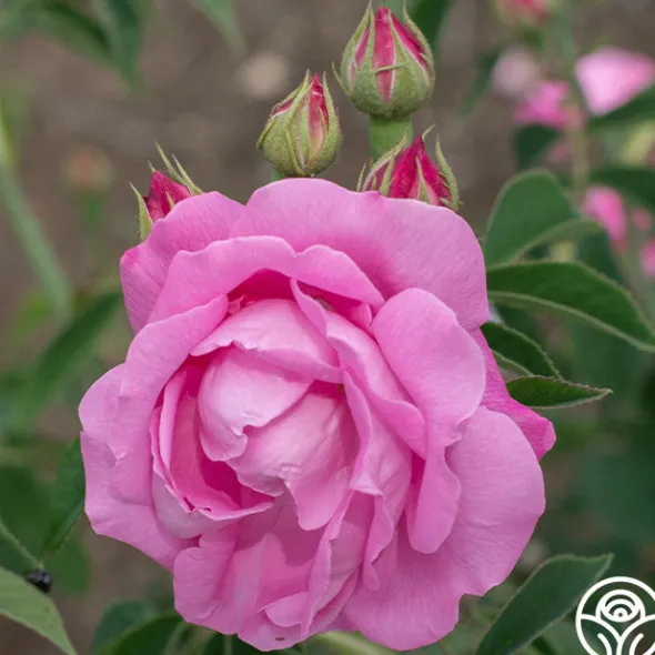 Heirloom Roses Coupe D' Hebe New