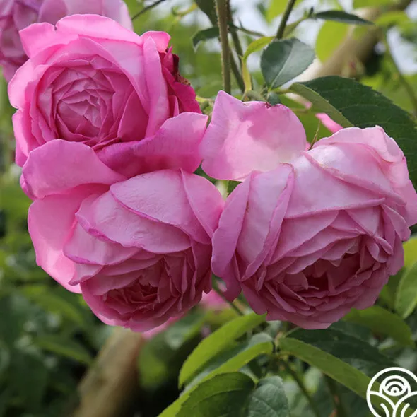 Heirloom Roses Coupe D' Hebe New
