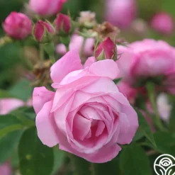 Heirloom Roses Coupe D' Hebe New