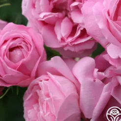 Heirloom Roses Coupe D' Hebe New