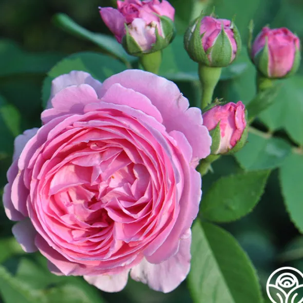 Heirloom Roses Coupe D' Hebe New