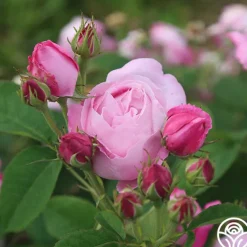 Heirloom Roses Coupe D' Hebe New