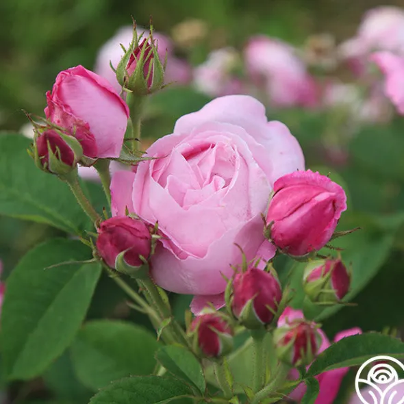 Heirloom Roses Coupe D' Hebe New