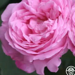 Heirloom Roses Coupe D' Hebe New