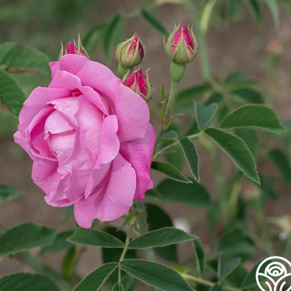 Heirloom Roses Coupe D' Hebe New