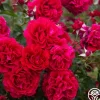 Heirloom Roses Courageous™ Discount