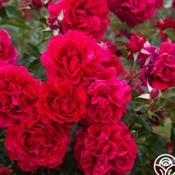 Heirloom Roses Courageous™ Discount