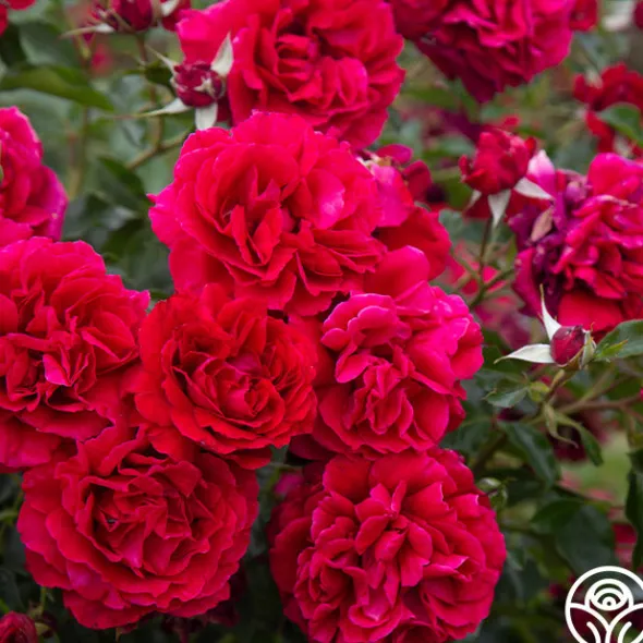 Heirloom Roses Courageous™ Discount